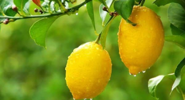 Jak nejlépe uchovávat citrony doma, pravidla a trvanlivost různými způsoby